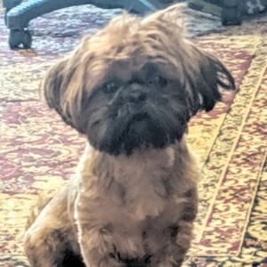 Meet your Posher, Rose